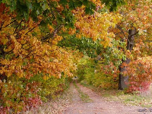 Dlaczego święty Franciszek jest patronem ekologów i co to oznacza dla nas