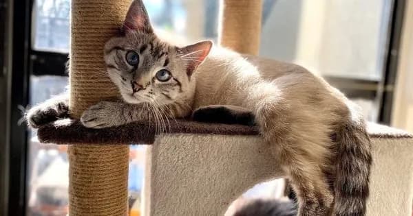 Czy koty mają duszę? Odpowiedzi z perspektywy religii, filozofii i nauki